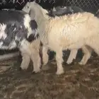 رخال. يصلحن مقنوي و ذبح
