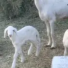 شاه عليها خروف