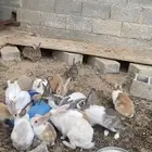 ارانب  انتاج المزرعه