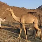 للبيع بكره