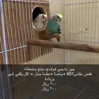 القوز