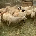ضان للبيع