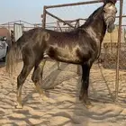 حصان للبيع.