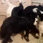 طليان نجد فاخره الموقع الخرج