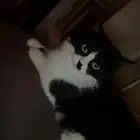 بسة للتبني