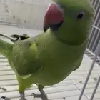 ابي طير لتبني اليف او غير اليف