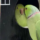 جوز دره هندي منتج للبيع