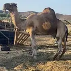 جمل فحل