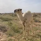 بكره. باتليه.