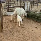 حريه حدرها اثنين رخال