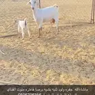جفره ثنيه ولود صنف فاخره منوت القناي