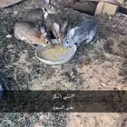 أرانب