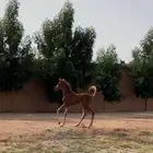 تم البيع