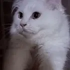 قطط تبني