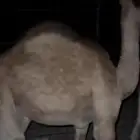 قعدان للبيع