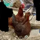 دجاج بلدي
