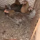 دجاجتين عليها فروخ