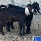 جفار عوارض للبيع