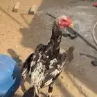 ديك شامو المني