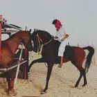 حصان واهو