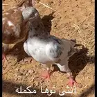 حمام بكستاني. تم البيع