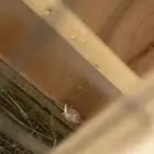 زوجين زيبرا مع ماكليه مع قفص خشبي كبير وبياضتين قد انتجو
