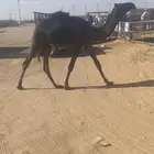 قعود مجهم كفو