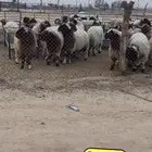 ذبايح نعيمي حري ساكني