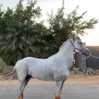 حصان جزيري البيع