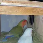 للبيع زوج روز