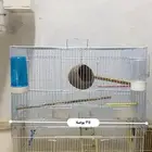 قفص (مطير)