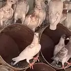 حمام زاجل ( طبات )
