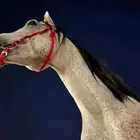 حصان شعبي شيخخ