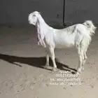 عنز جفره مطوره