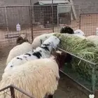 ذبايح نعيم وحريات ذبايح بريه