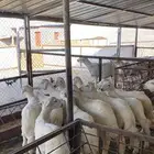 بهم نظيف