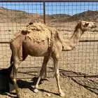 قعودين للبيع