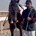 خيل انقليزي