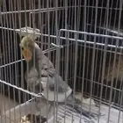 ذكر كروان منتج كوكتيل