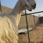 للبيع عيسيه نادره