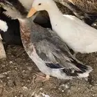 بط بكيني