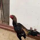 ديك باكستاني المجاردة