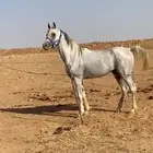 حصان للبيع