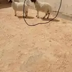 طلي نعيمي الرياض الشفاء أي مكان نوصل فيه ذبح باقي وحد 1350