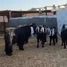 تيس عارضي تام