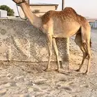 حقه شكل وسلاله VIP تم اللبيع