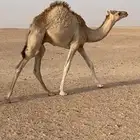 قعود