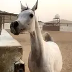 فرس لقاح 8 شهور