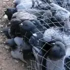 مصيدة حمام على ريموت