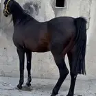 فرس شعبيه شيبخه